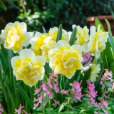 Narcissi Janneke