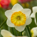 Narcissi Happy Smile
