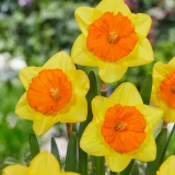 Narcissi Pride of Lions