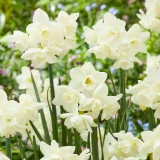 Narcissus Hunter Morn