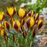 Crocus Queen Bee