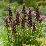 Fritillaria Purple Dynamite