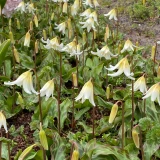 Erythronium White Beauty
