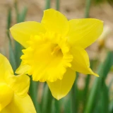 Bulk Narcissi California – Irish Grown Daffodil Bulbs