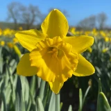 Bulk Narcissi Standard Value – Irish Grown Daffodil Bulbs
