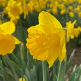 Bulk Narcissi Karenza Daffodil Bulbs | Irish Grown