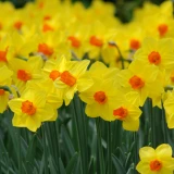 Narcissi Fortune Bulk Daffodil Bulbs