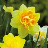 Bulk Mixed Double Daffodils