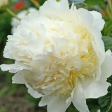 Paeonia ‘Bridal Shower’