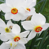 Daffodil Pheasant's Eye