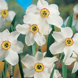 Daffodil Pheasant's Eye