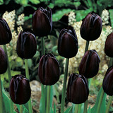 Tulip 'Queen of the Night'