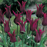 Tulip Burgundy