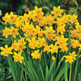 Daffodil Tete A Tete