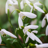 Early Snowdrops Early Snowdrops