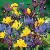 Early Royal Dwarf Iris