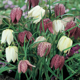 Fritillaria Meleagris