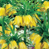 Fritillaria Imperialis Lutea