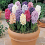 Exquisitely Fragrant Hyacinths 