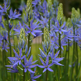 Camassia Leichtlinii