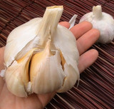 Giant Garlic