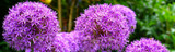 How to Grow Allium Varieties