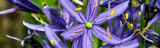 How to Grow Camassia ? – The Effortless Naturalizer