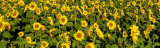 Caring for Your Mr Middleton Cut Flower Sunflowers