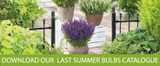 New Summer Bulbs catalogue is out now!