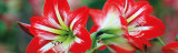 How to Grow Stunning Amaryllis Blooms Indoors This Winter How to Grow Stunning Amaryllis Blooms Indoors This Winter