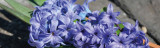 How to Grow Prepared Hyacinths Indoors for Christmas Fragrance