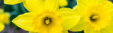 Growing Guide to Our Narcissi Collection by RHS Division