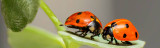 How to Use Ladybirds (Adalia bipunctata Larvae)