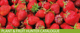 Plant e Fruit hunter catalogue is out now!