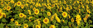 Caring for Your Mr Middleton Cut Flower Sunflowers