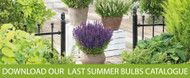 New Summer Bulbs catalogue is out now!