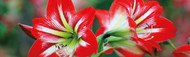 How to Grow Stunning Amaryllis Blooms Indoors This Winter