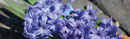 How to Grow Prepared Hyacinths Indoors for Christmas Fragrance