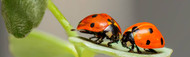 How to Use Ladybirds (Adalia bipunctata Larvae)
