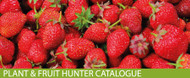 Plant e Fruit hunter catalogue is out now!