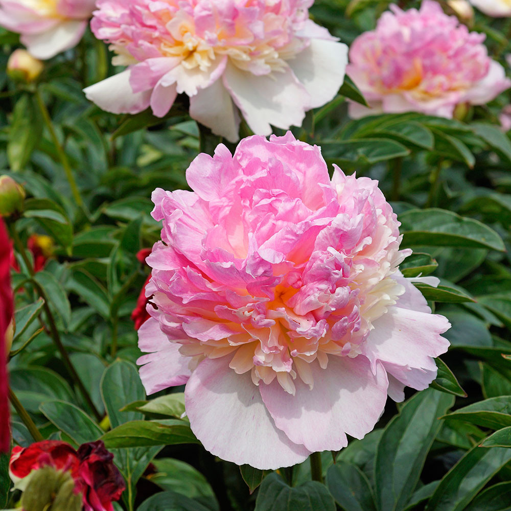 Paeonia Hardy Pink - Mr Middleton Garden Shop