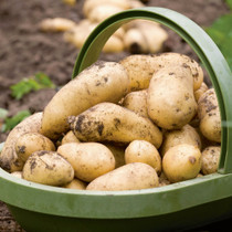 Charlotte Potato Seeds