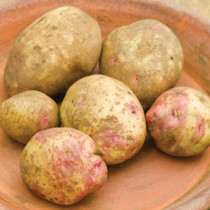 Cara Potato Seeds
