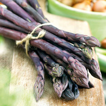 Asparagus Pacific Purple