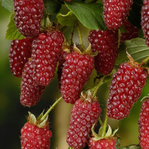 Tayberries