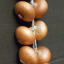 Onion Stuttgarter Giant