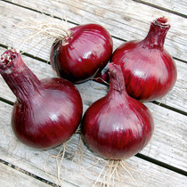 Onion Karmen