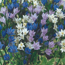 Brodiaea Blue Ocean