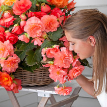 Begonia Odorosa