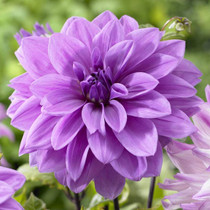 Dahlia Dinner Plate Lilac Time